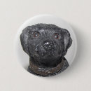 Search for black lab badges Animal