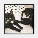 Search for tuxedo magnets Cats