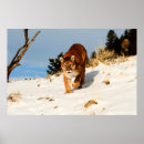 Search for puma posters Carnivore