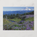 Search for large format postcards Flower