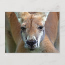 Search for rufus postcards Red kangaroo