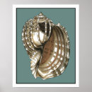 Search for sea shell posters Conch seashell