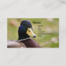 Search for duck hunting business cards Ducks