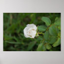 Search for natural environment posters Photography