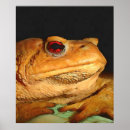 Search for bufo Amphibian