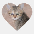 Search for tabby heart stickers Kitten