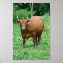 Search for bovine posters Livestock