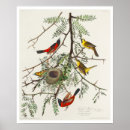Search for oriole posters Birding