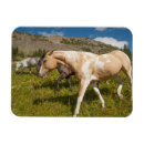 Search for mule magnets Horse
