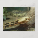 Search for hissing postcards Scary