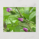 Search for solomons postcards Song of solomon