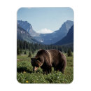 Search for grizzly bear magnets Travel