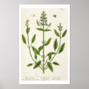 Search for blackwell posters Century