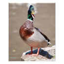Search for mallard duck painting posters Wildlife