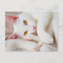 Search for cuddle postcards Animals
