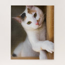 Search for calico cats puzzles White