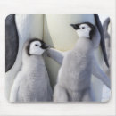 Search for baby chicks mouse mats Emperor penguin