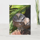 Search for owl blank cards Bird
