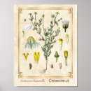 Search for herb illustration posters Vintage