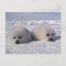 Search for phoca Animal