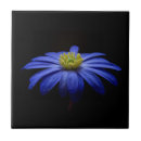 Search for black daisy tiles Daisies