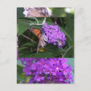 Search for butterfly postcards Monarch