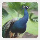Search for perching stickers Outdoors
