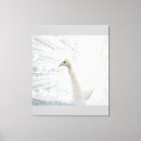 Search for white feather canvas prints Beautiful