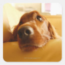 Search for sofa stickers Chair
