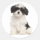 Search for havanese puppies stickers Dog