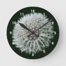 Search for dandelion clocks Flower