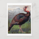 Search for american illustrators postcards Birds