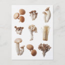 Search for vintage botanical print postcards Illustration