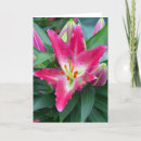 Search for stargazer lily birthday cards Flowers
