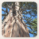 Search for sequioa Redwood