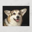 Search for black and white corgi Animal