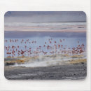 Search for big bird mouse mats Nature