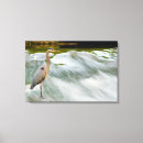 Search for fishing canvas prints Bird