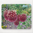 Search for flowering plants mouse mats Photography