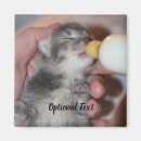 Search for tabby magnets Pet