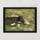 Search for timber wolf postcards Wolves