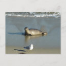 Search for la jolla postcards Nature