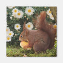 Search for red squirrel magnets Nature