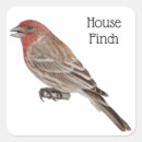 Search for finch stickers Bird