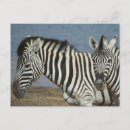 Search for looking at camera postcards South africa
