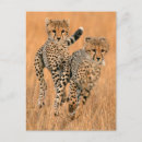 Search for acinonyx jubatus postcards Animal