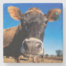 Search for cows coasters Cattle