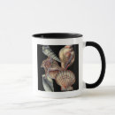 Search for treasurer mugs Seashell