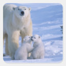 Search for polar bear cub stickers White