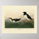 Search for auk posters Illustration
